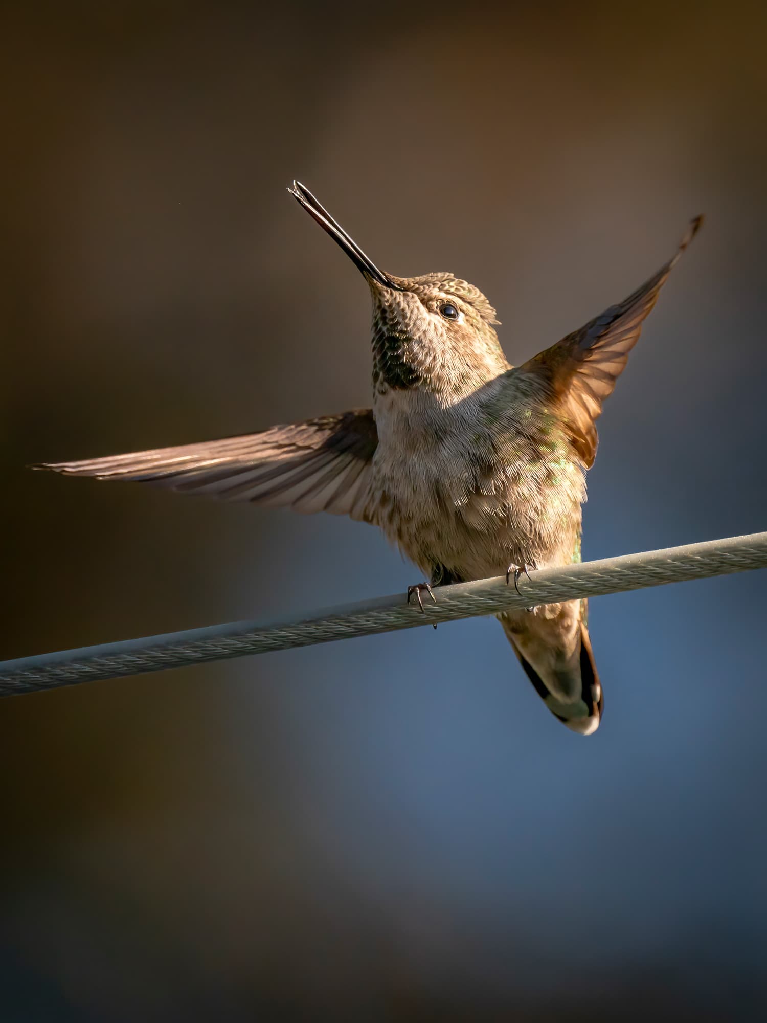 01 Backyard Birds